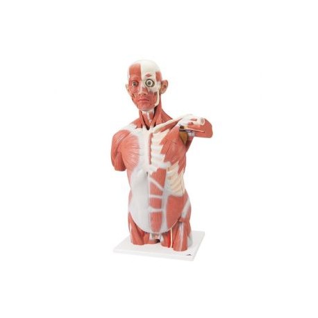Torso con músculos, tamaño natural de 27 partes VA16 - 1001236 (Intersistemas)