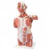 Torso con músculos, tamaño natural de 27 partes VA16 - 1001236 (Intersistemas)
